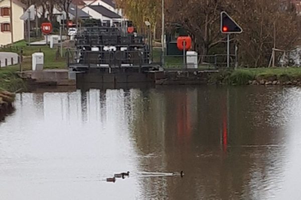 Les canards attendent le feu vert pour passer ...